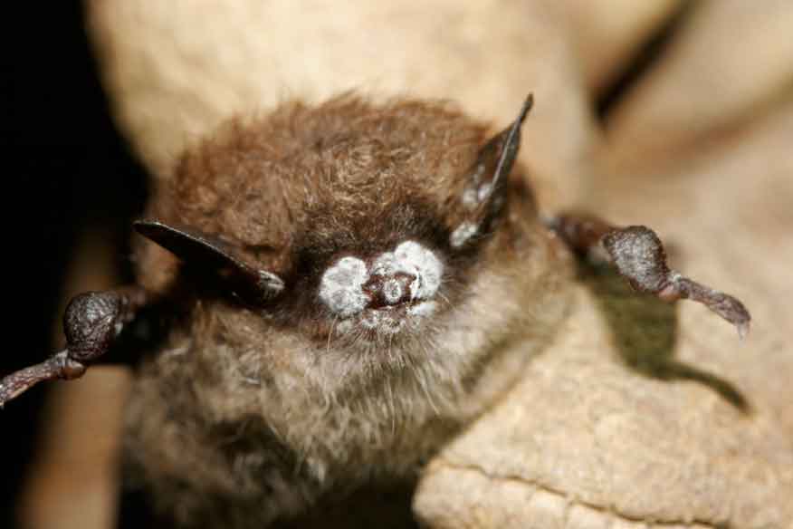 Bat infected with WNS